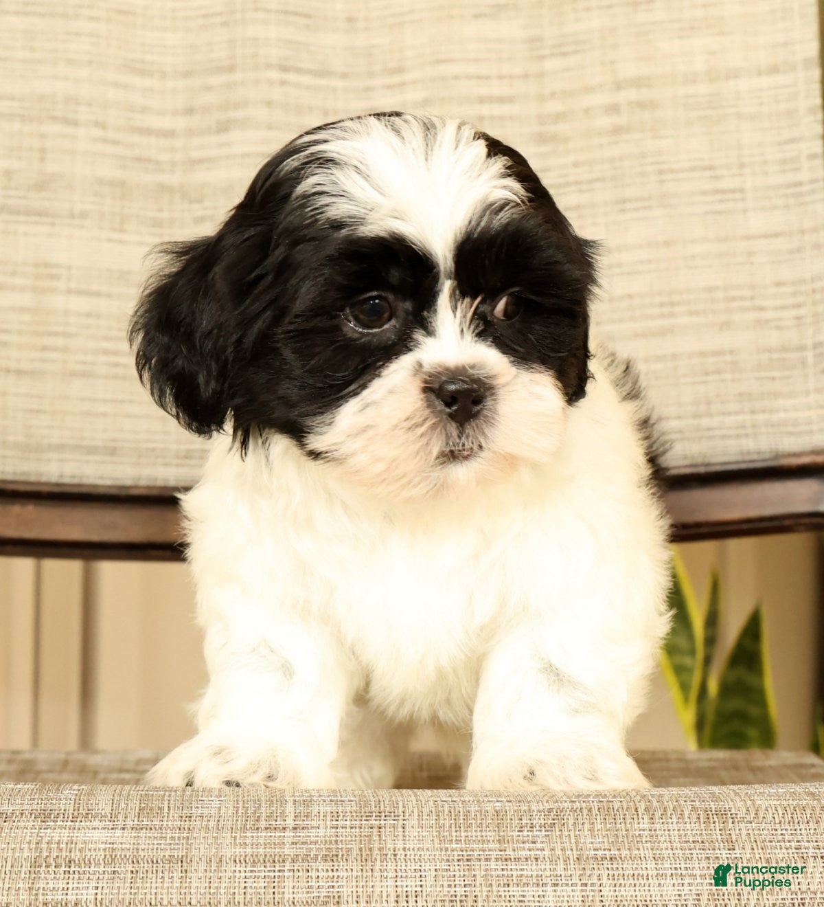 Malshi dogs for sale: Manny - Ad 5