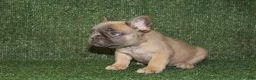 French Bulldog dogs for sale: French Bulldog 5 - Ad 7