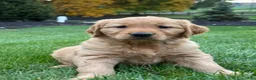 Golden Retriever dogs for sale: Zara - Ad 5