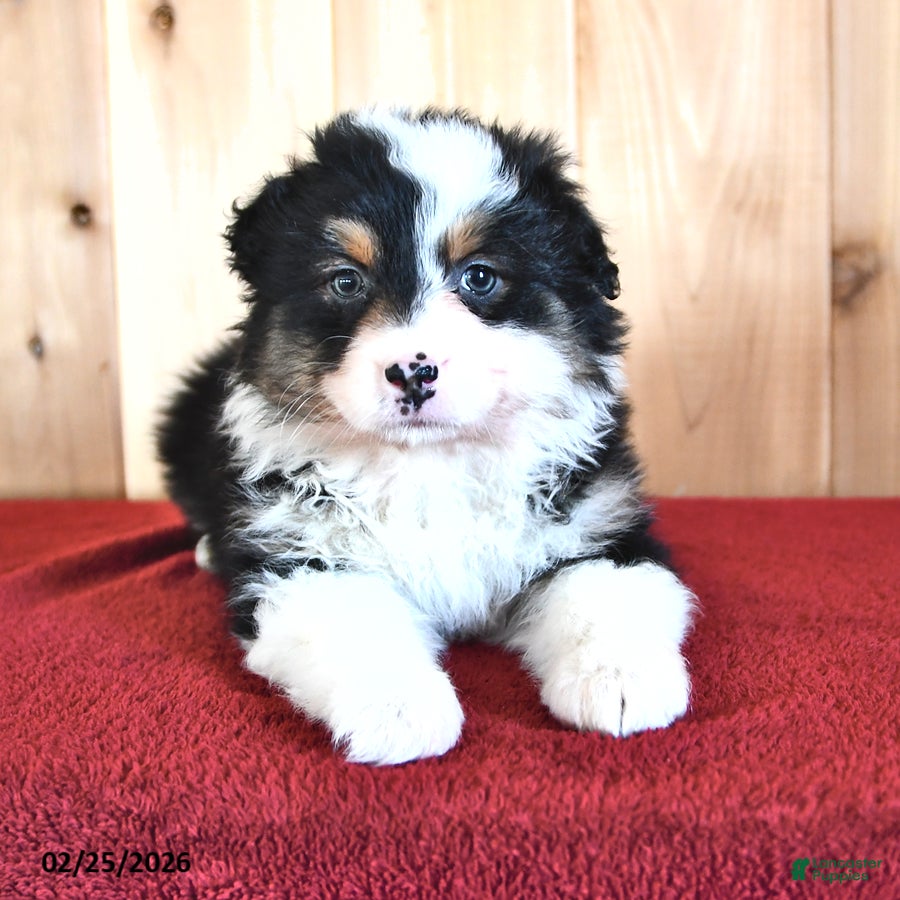Australian Shepherd dogs Ivy - Ad 2