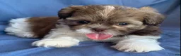 Shih Tzu dogs for sale: Molly - Ad 4