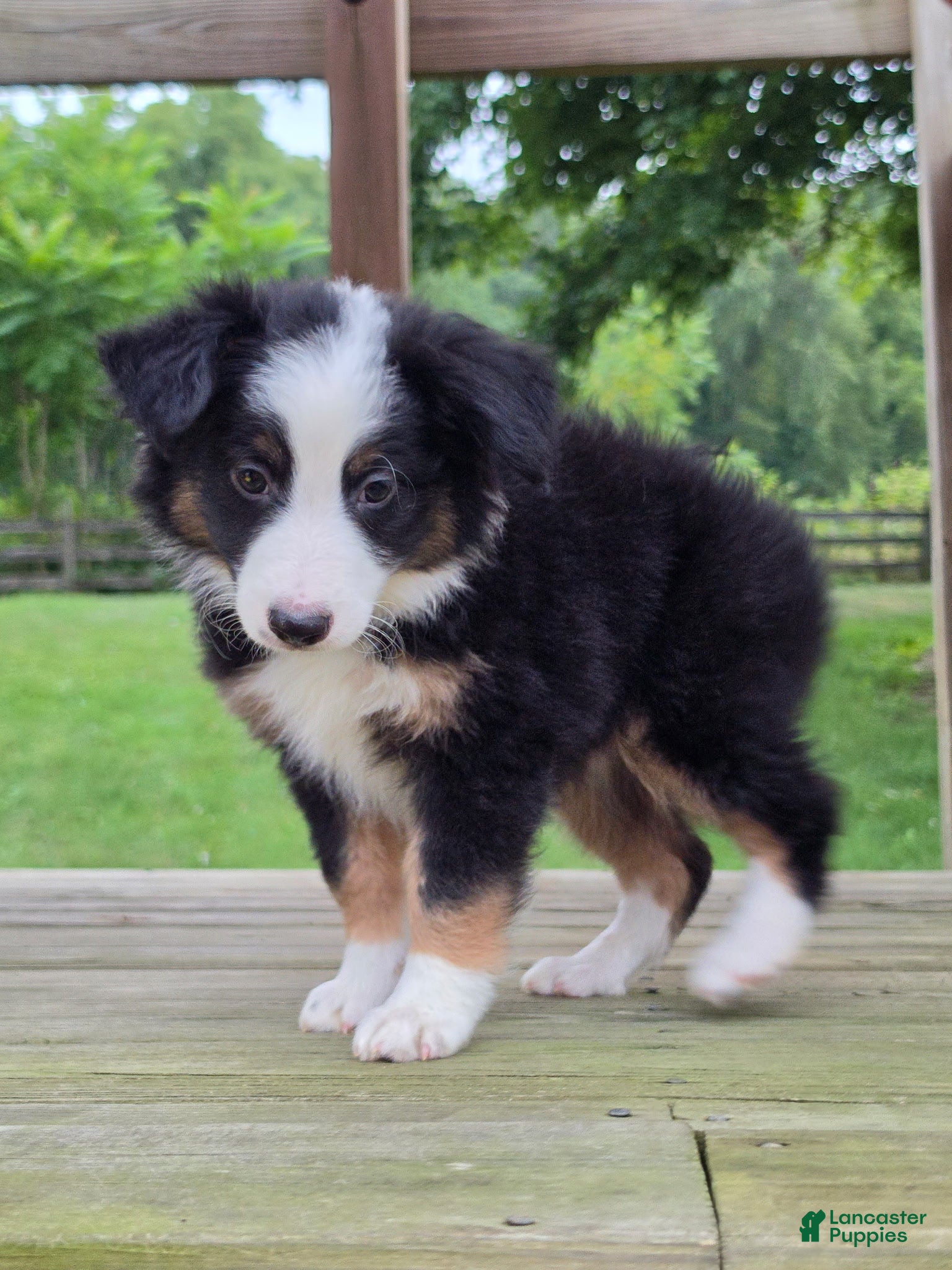 Miniature Australian Shepherd dogs for sale: Knox  - Ad 3