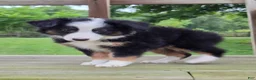 Miniature Australian Shepherd dogs for sale: Knox  - Ad 1