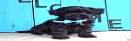 Shihpoo dogs for sale: Snickers  - Ad 3
