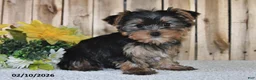 Yorkshire Terrier dogs for sale: Janice - Ad 4
