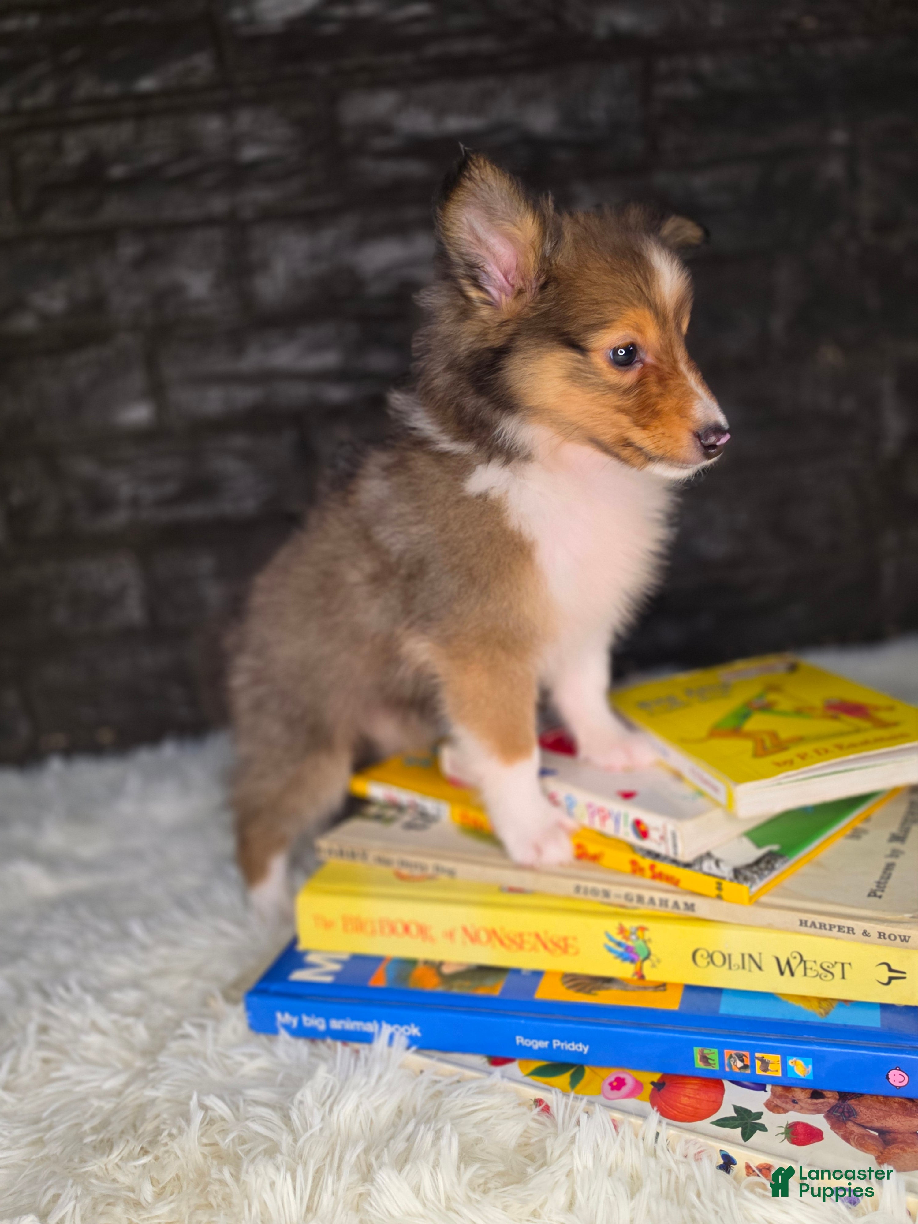 Shetland Sheepdog dogs Kelso - Ad 20