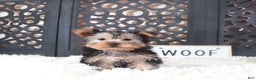 Yorkshire Terrier dogs for sale: Bonnie Gorgeous Toy Yorkie - Ad 2