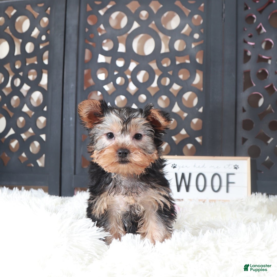 Yorkshire Terrier dogs for sale: Bonnie Gorgeous Toy Yorkie - Ad 2