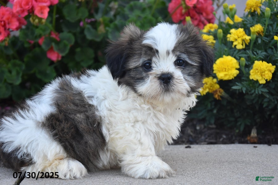 Shih Tzu dogs Jude - Ad 39