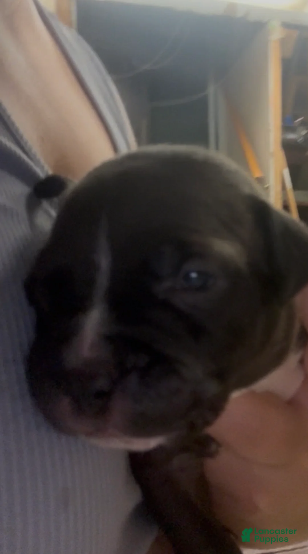 American Pit Bull Terrier dogs for sale: Charlotte - Ad 2