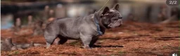 French Bulldog dogs for sale: Selene - Ad 7