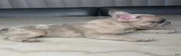 French Bulldog dogs for sale: French Bulldog 2 - Ad 4