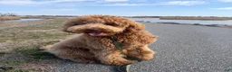 Labradoodle dogs for sale: Labradoodle 1 - Ad 2