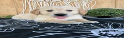 Golden Retriever dogs for sale: Grady - Ad 4