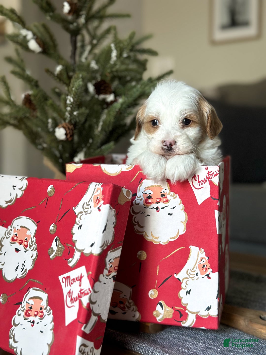 Cavachon dogs for sale: Buzz - Ad 7