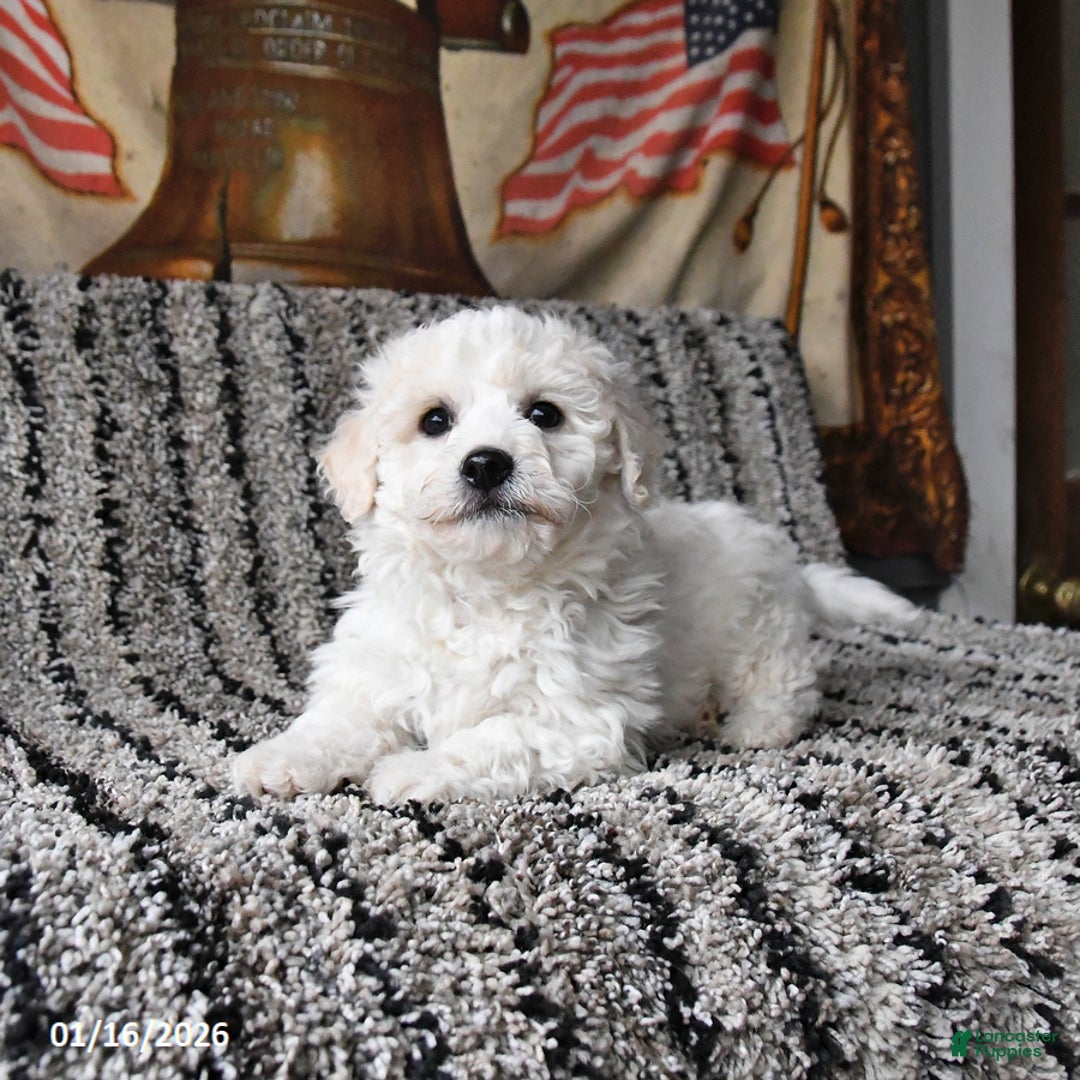 Bichon Frise dogs for sale: Frisky - Ad 1