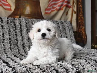Bichon Frise dogs Frisky - Ad 38