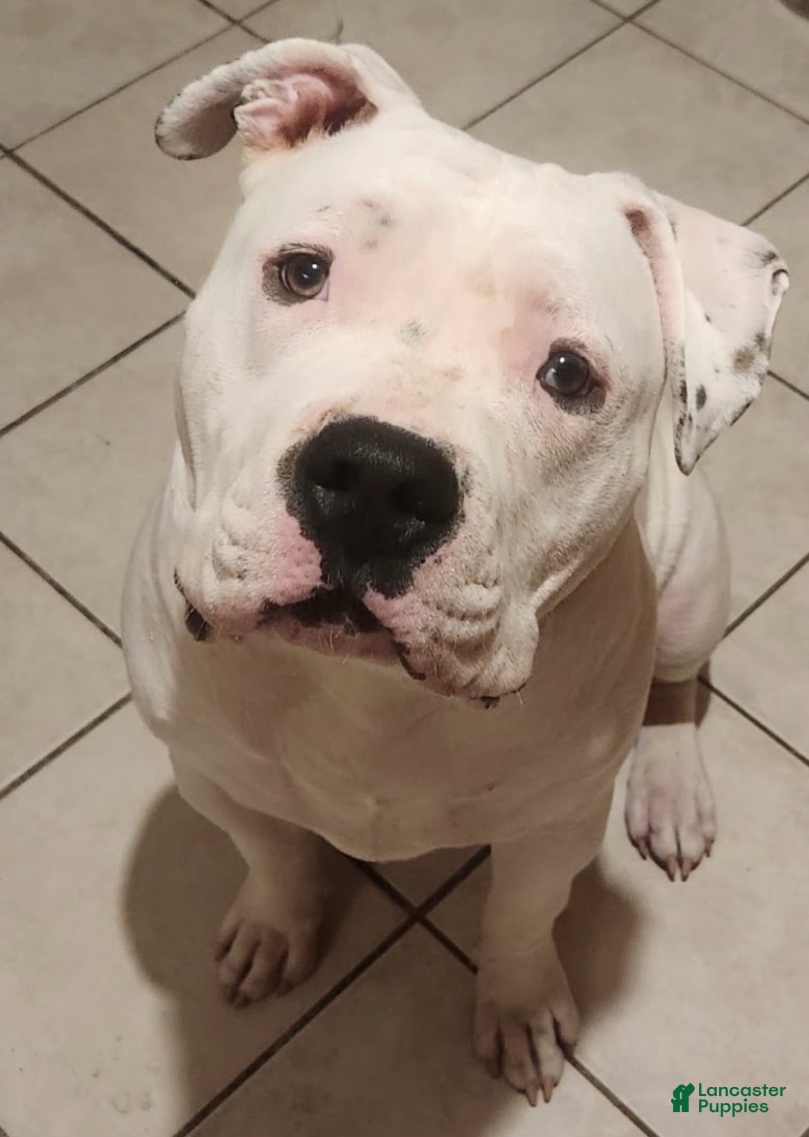 American Bully dogs for sale: American Bully 1 - Ad 2