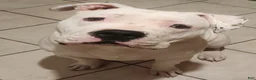American Bully dogs for sale: American Bully 1 - Ad 1