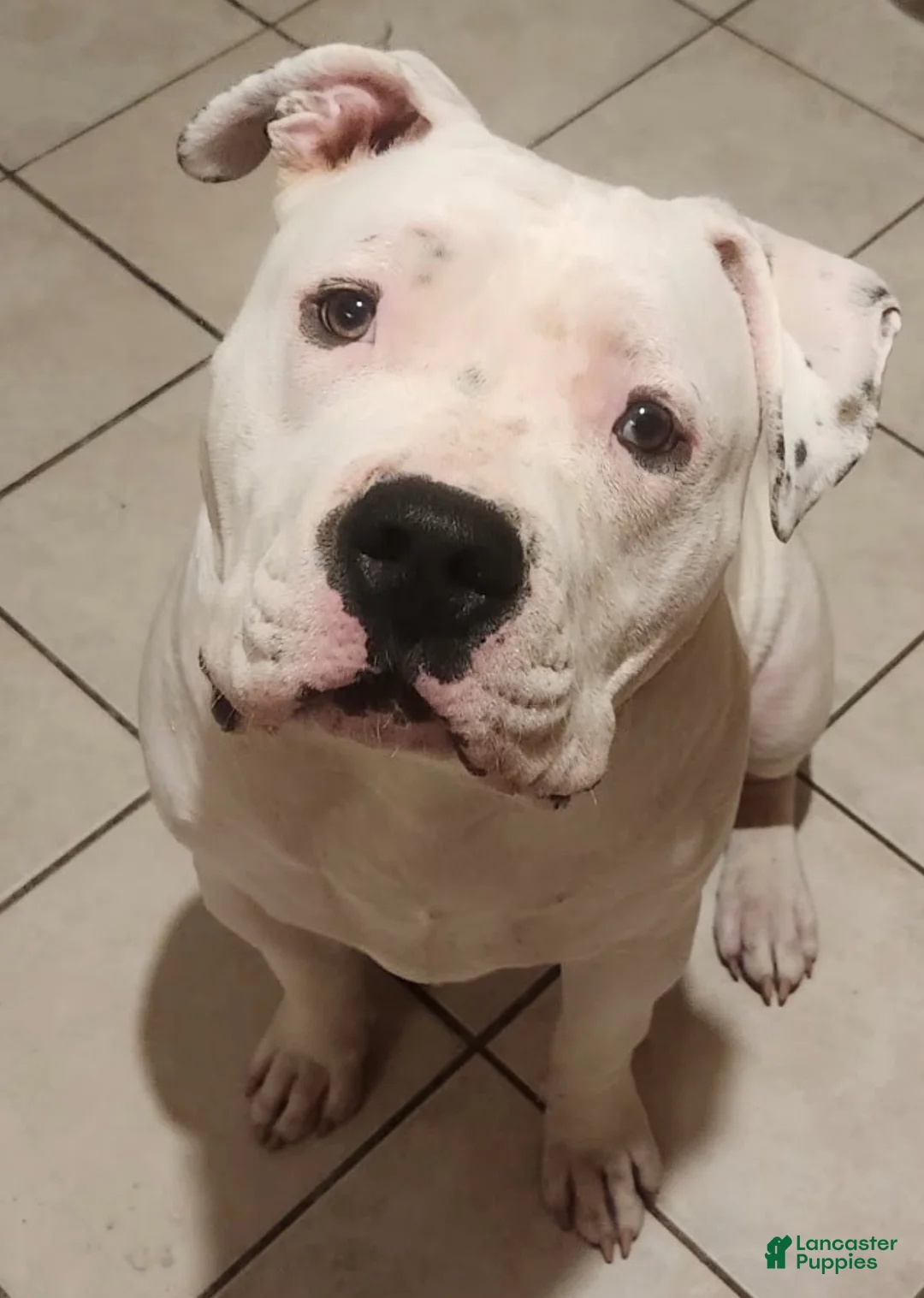 American Bully dogs for sale: American Bully 1 - Ad 1
