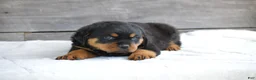 Rottweiler dogs for sale: Hazel - Ad 5