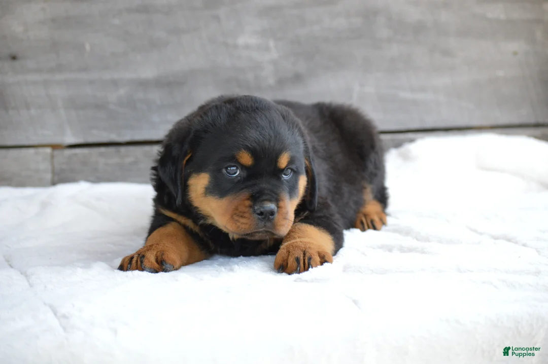 Rottweiler dogs for sale: Hazel - Ad 5