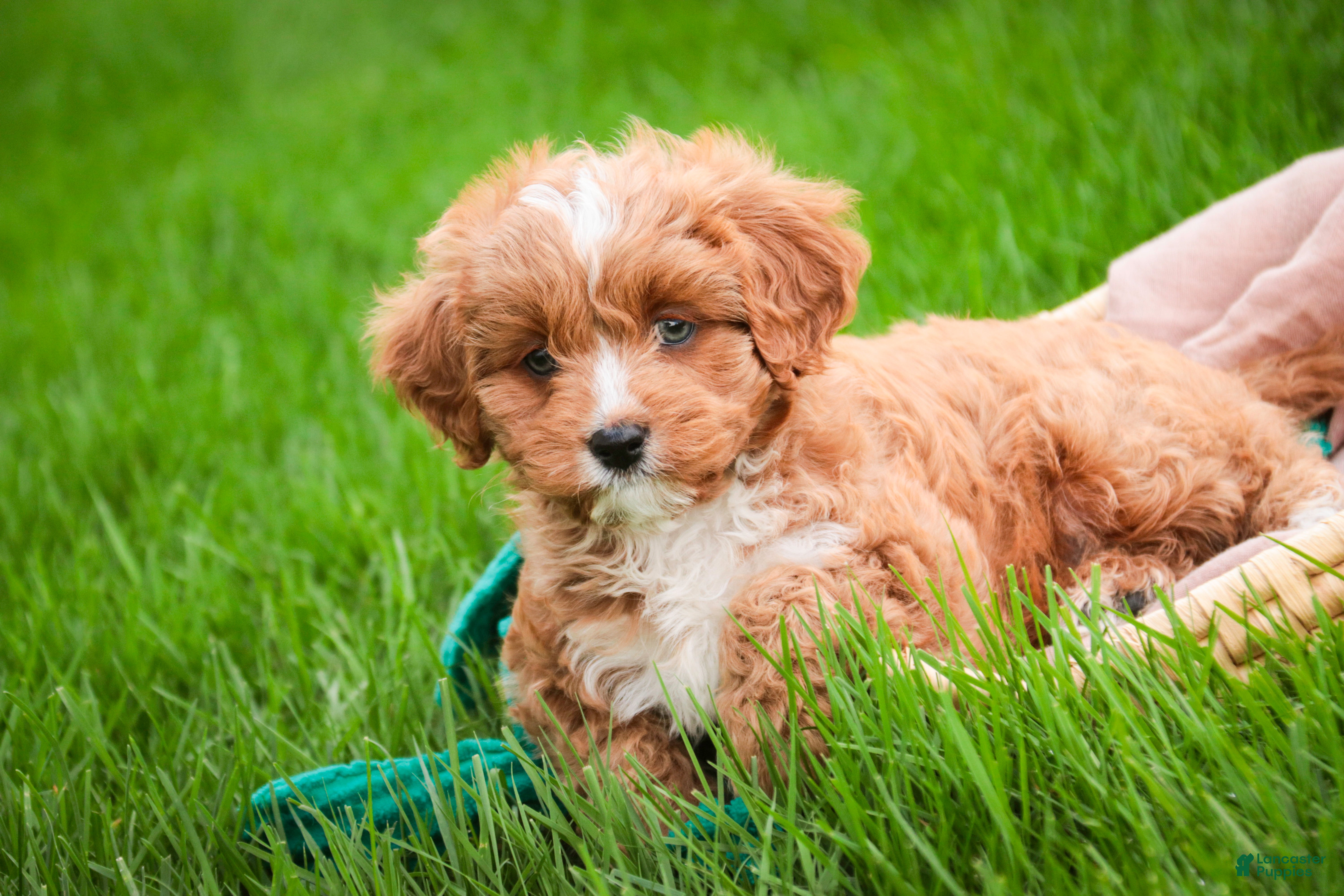 Cavapoo dogs Herbie - Ad 1