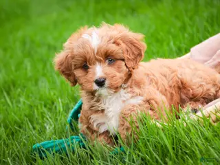 Cavapoo dogs for sale: Herbie - Ad 1