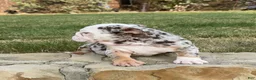 English Bulldog dogs for sale: TRIXX CHOCOLATE - English Bulldog  - Ad 5