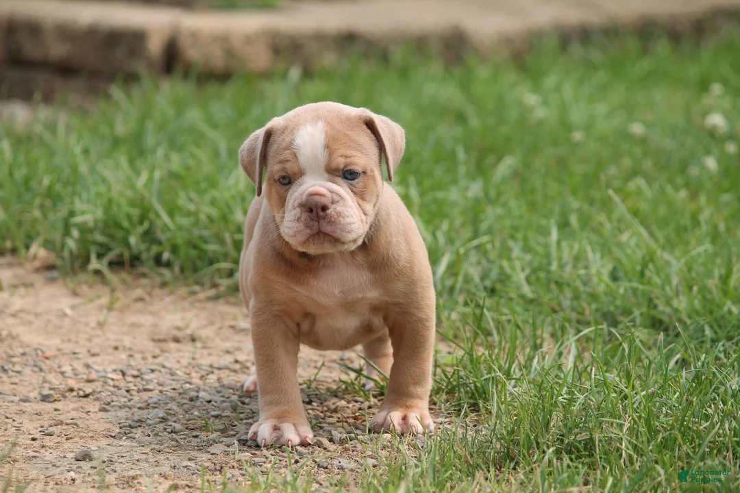 Olde English Bulldogge dogs for sale: Bluegates STELLA - Ad 2