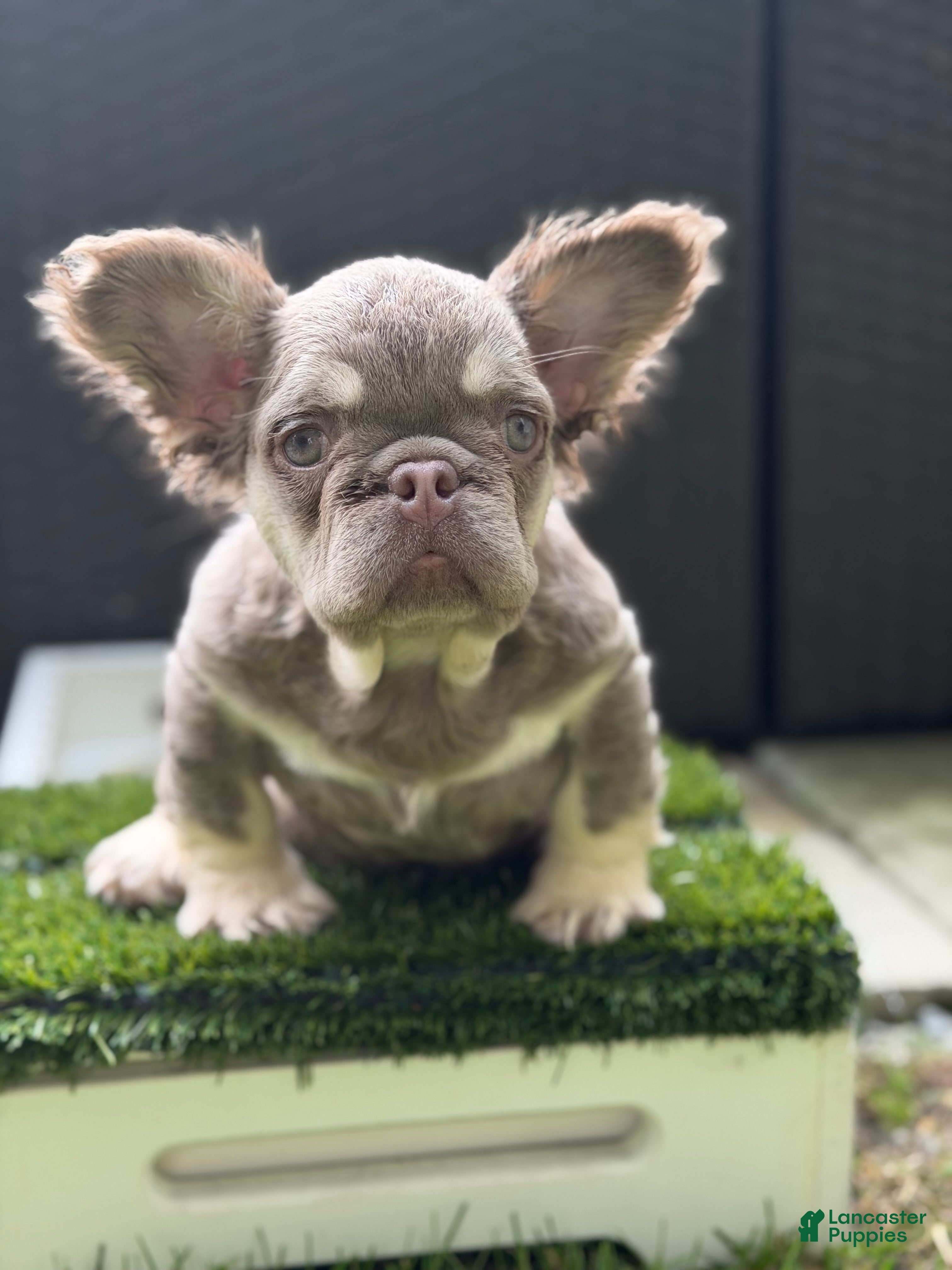 French Bulldog dogs Delilah - Ad 1