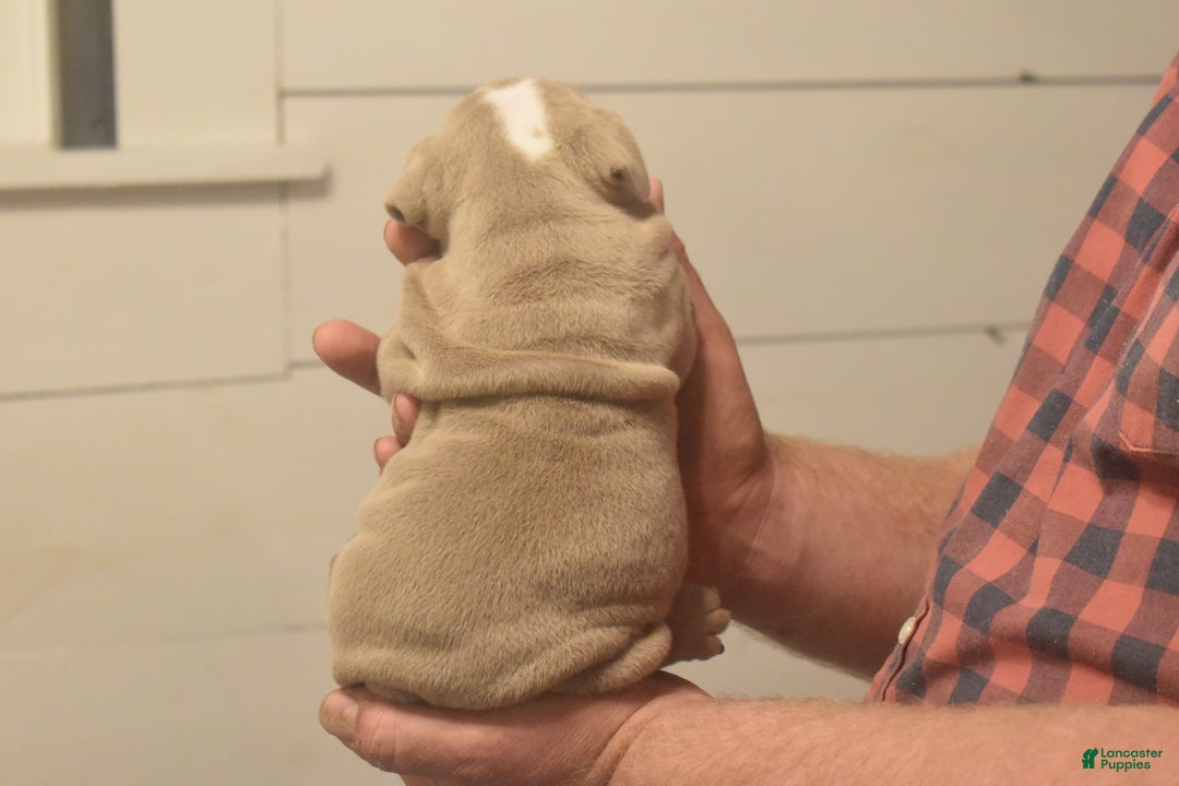 English Bulldog dogs for sale: Cash - Ad 3