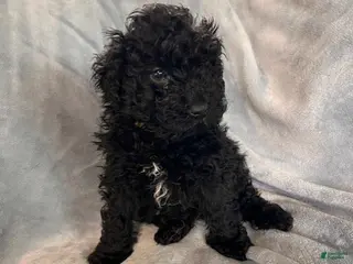 Hungarian Puli dogs Hungarian Puli Puppy Purple - Ad 1