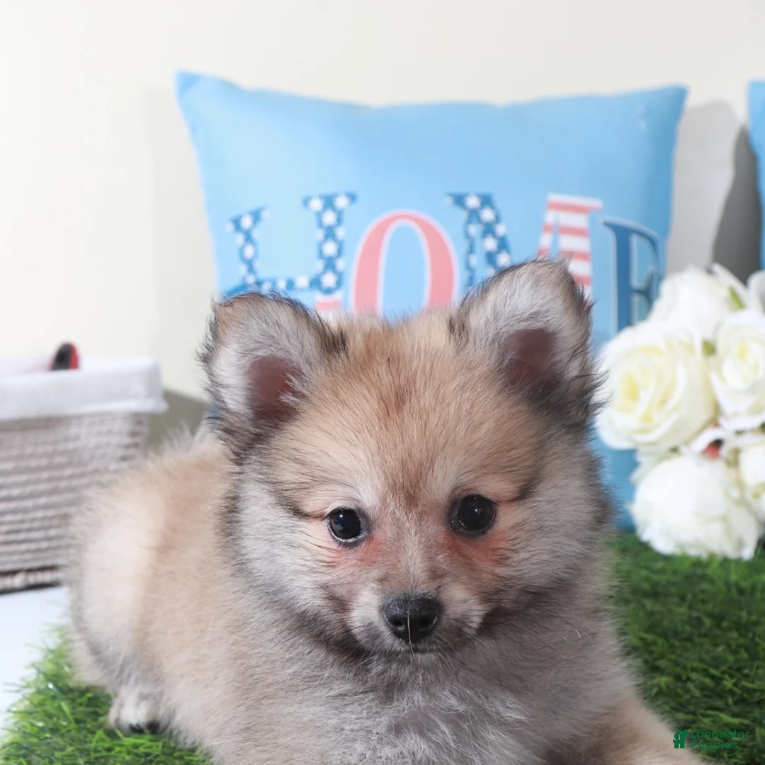 Pomeranian dogs for sale: Mink Soft Little ACA Pomeranian Puppy - Ad 5