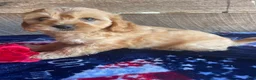 Cavapoochon dogs for sale: Benji - Ad 2