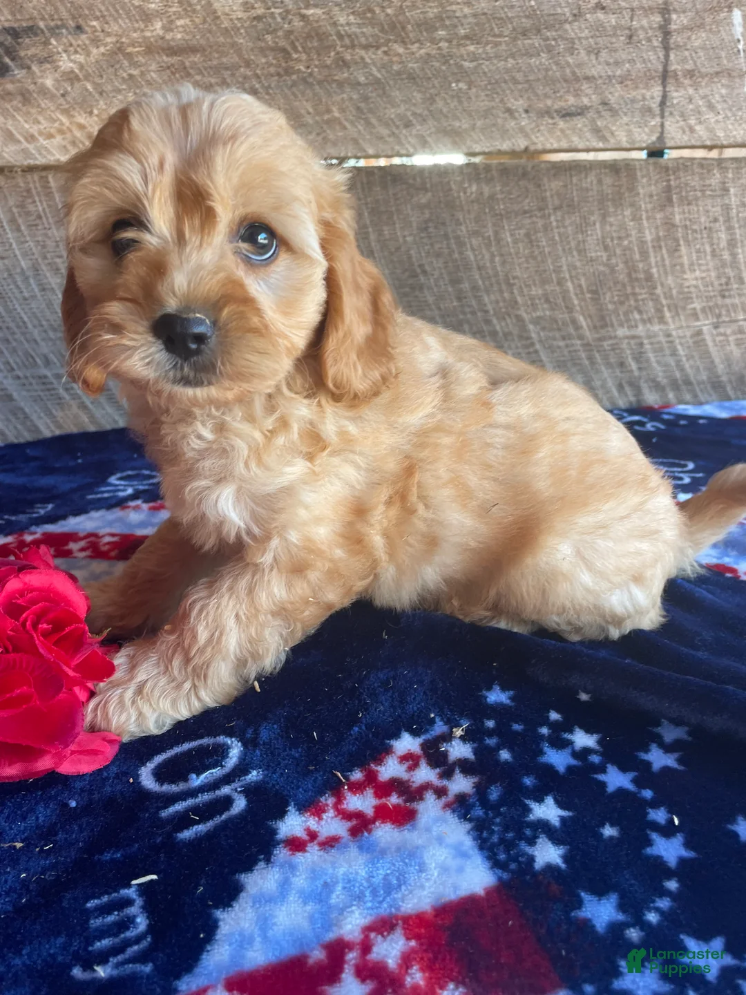 Cavapoochon dogs for sale: Benji - Ad 2