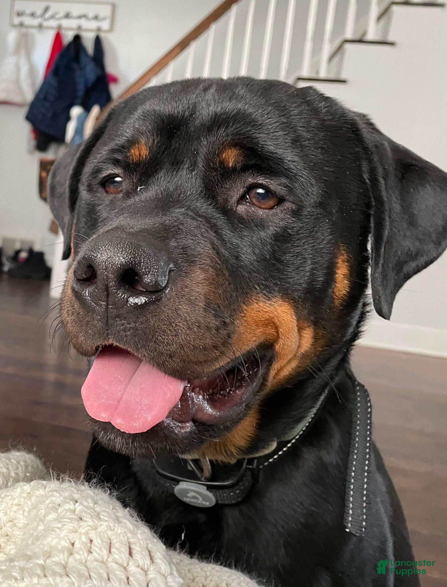 Rottweiler dogs for stud: Duke Akc stud - Ad 1