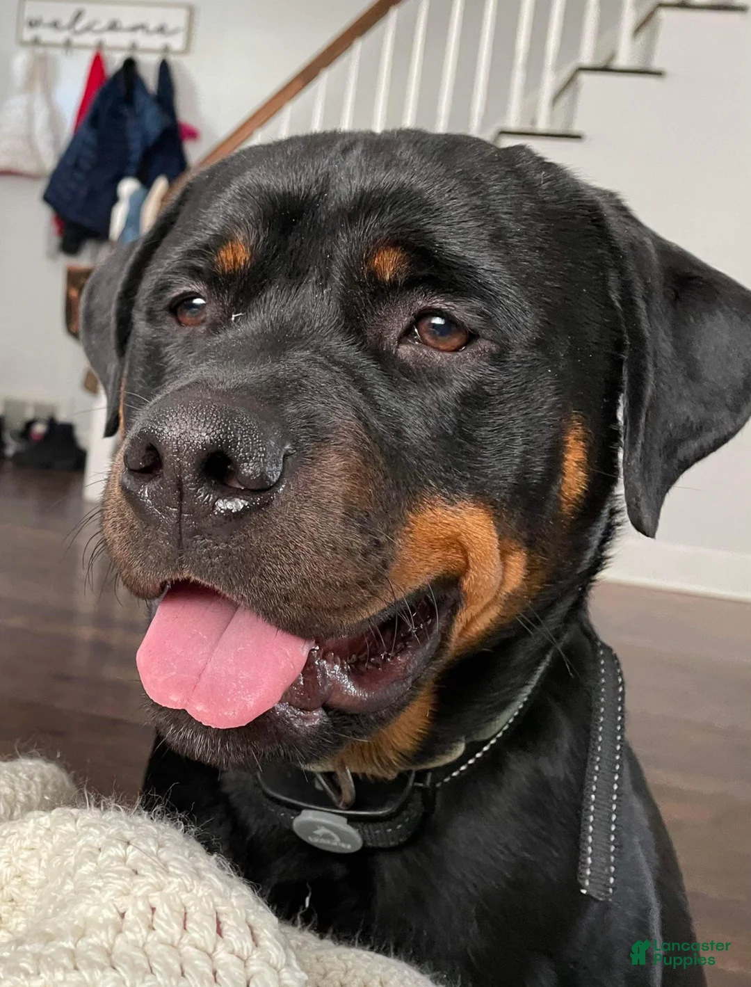 Rottweiler dogs for stud: Duke Akc stud - Ad 1