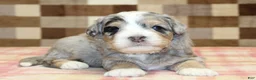 Mini Bernedoodle dogs for sale: Nate - Ad 2
