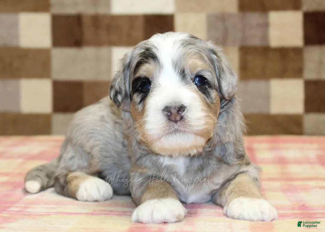 Mini Bernedoodle dogs for sale: Nate - Ad 2