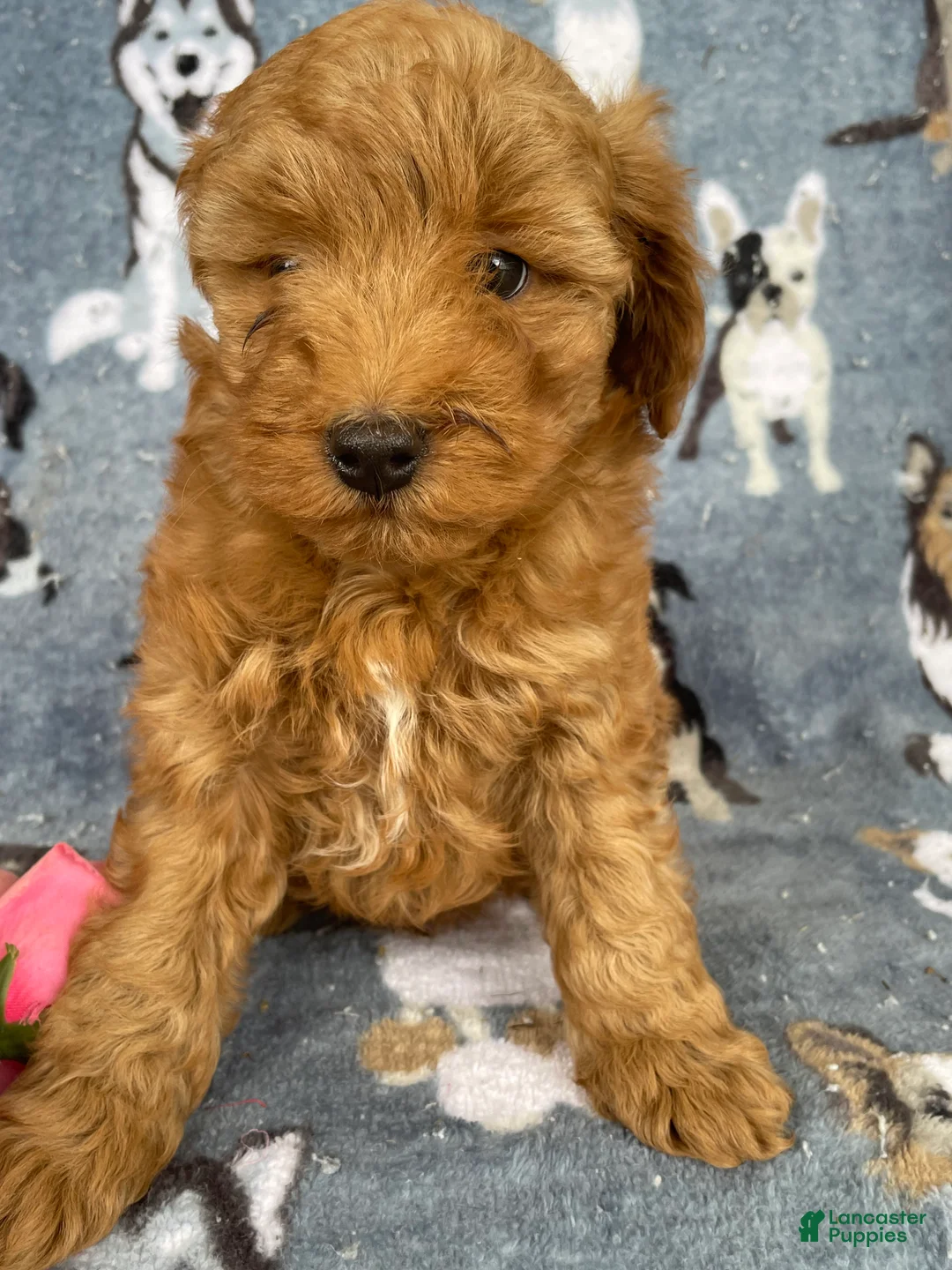 Miniature Poodle dogs for sale: Cody - Ad 1