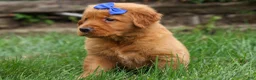 Golden Retriever dogs for sale: Quincy💙 - Ad 5