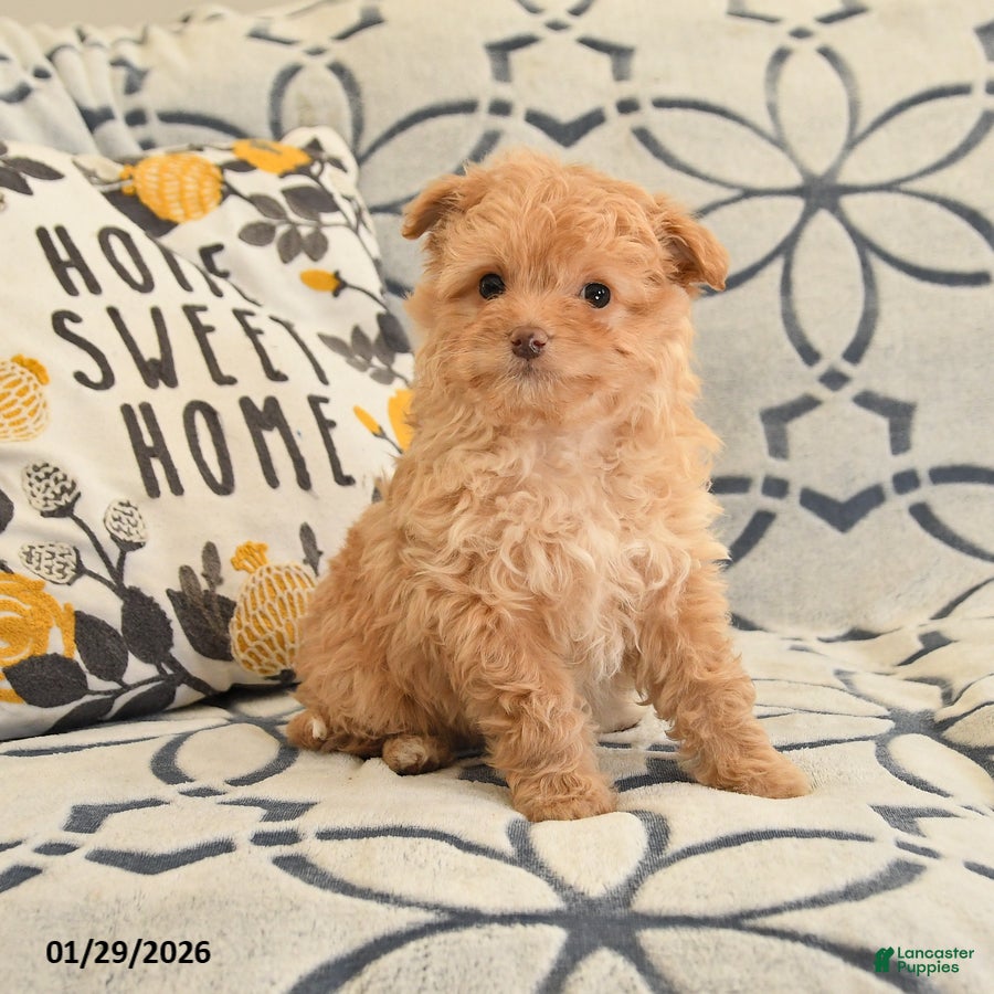 Mixed Breed dogs for sale: Pearl - Ad 1