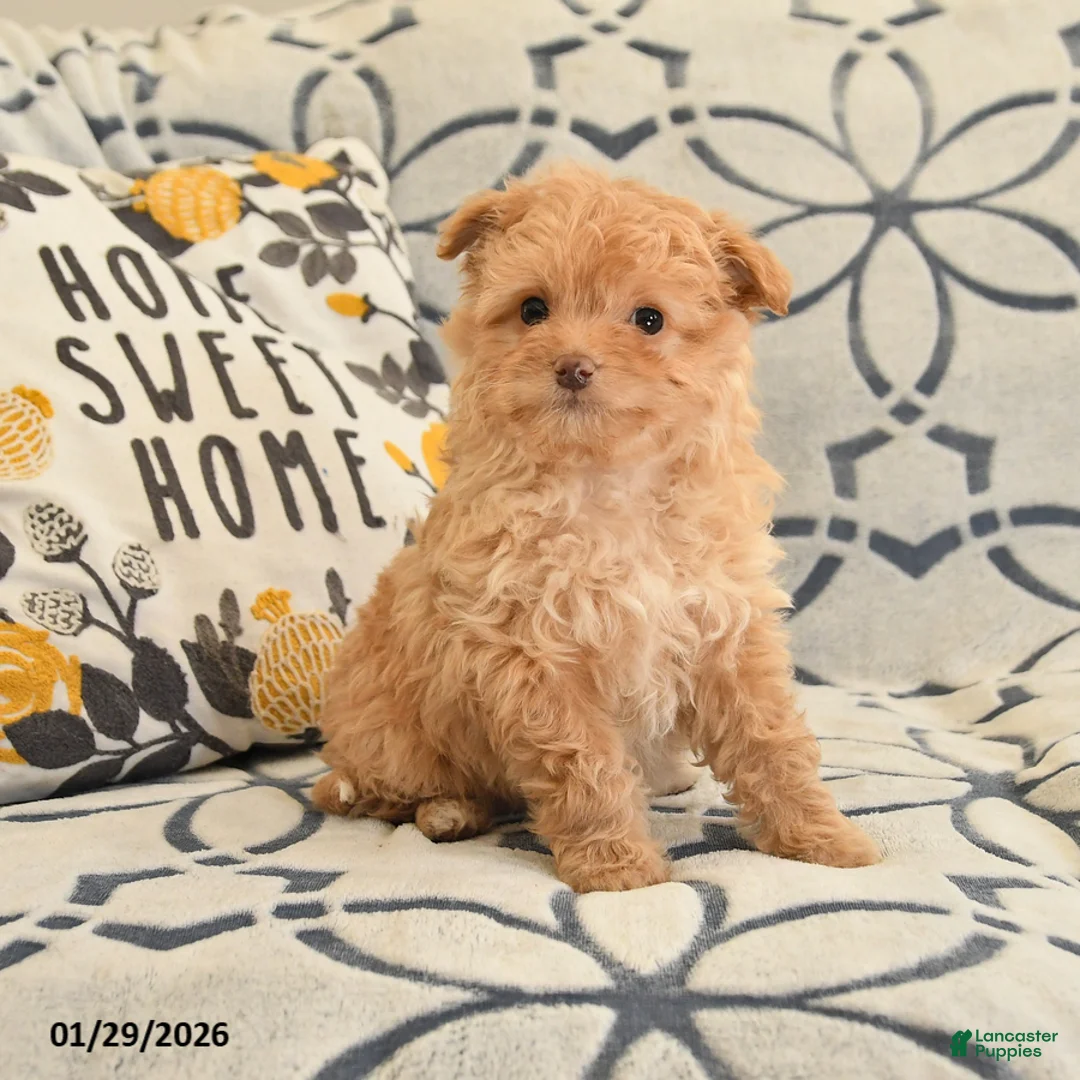 Mixed Breed dogs for sale: Pearl - Ad 1