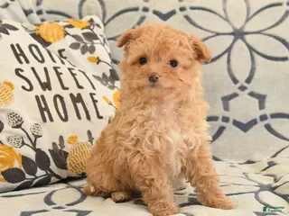 Mixed Breed dogs for sale: Pearl - Ad 1