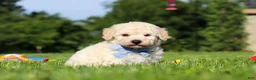 Bichpoo dogs for sale: Ollie - Ad 1