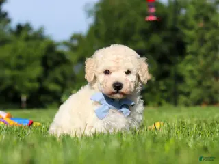 Bichpoo dogs for sale: Ollie - Ad 2