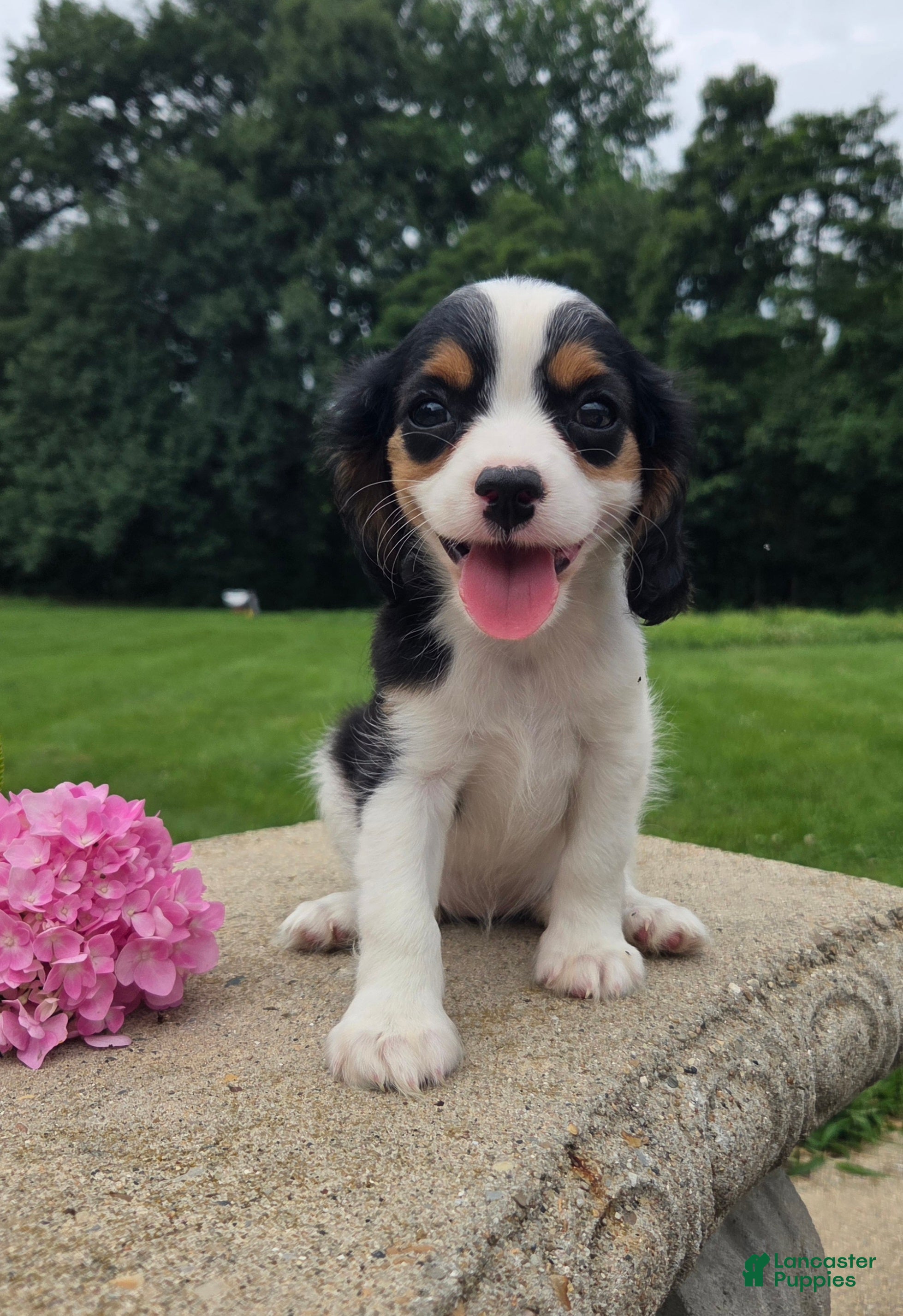 Cavalier King Charles Spaniel dogs Lily - Ad 2