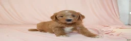 Goldendoodle dogs for sale: Wren - Ad 3