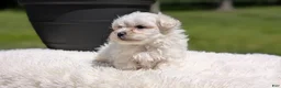 Maltese dogs for sale: Maddox - Ad 9